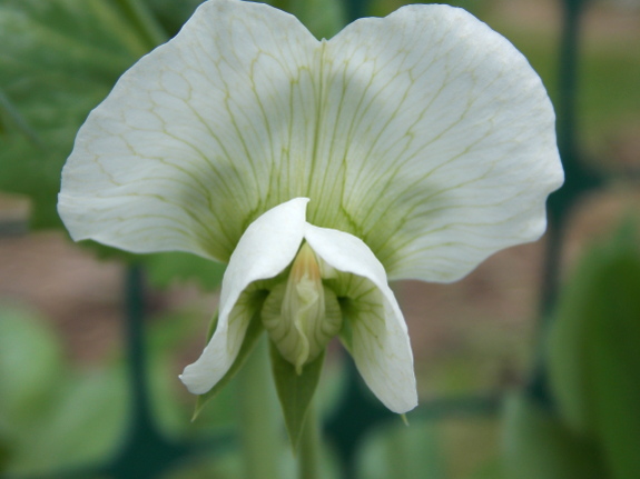 Pea flower