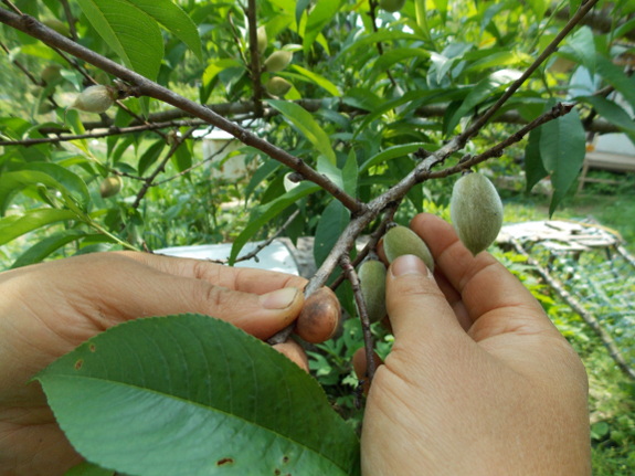 Thinning peaches