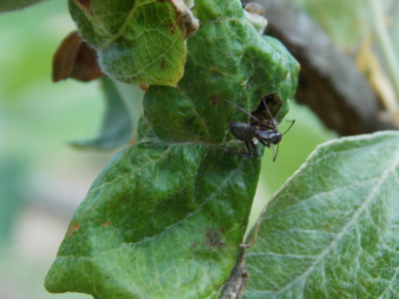 Ant tending aphid