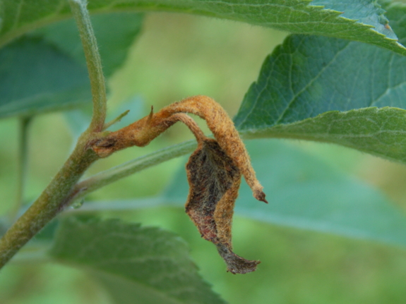 Apple fire blight