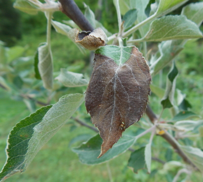 Blackened apple leaf