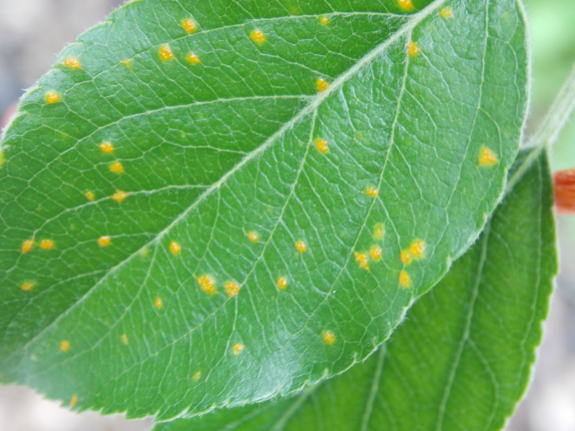 Cedar apple rust