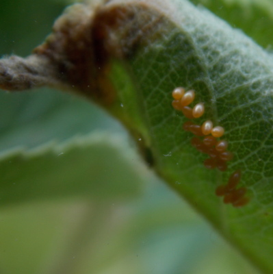 Ladybug eggs