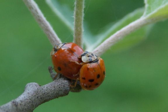 Mating ladybugs