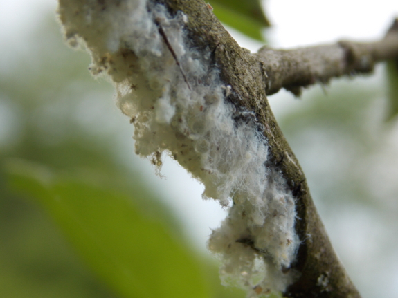 Woolly aphid