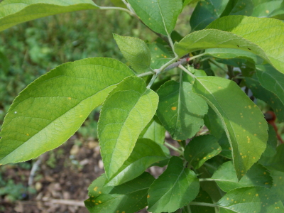 Yellowing apple leaves