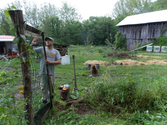 fixing an old chicken pasture gate with Lccy in background