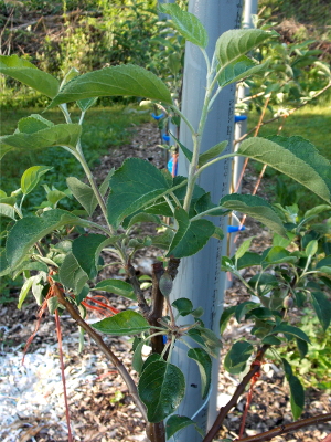 Double-header apple tree