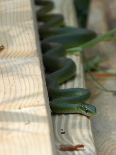 Green snake on lumber