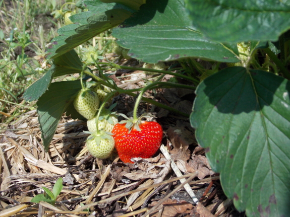 Ripening strawberry