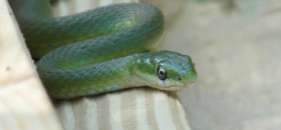 Rough Green Snake