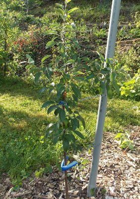 Tall-spindle apple