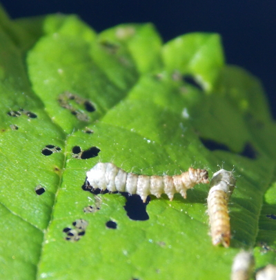 Baby silkworms