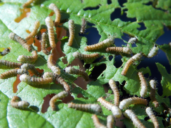 Second-instar silkworms