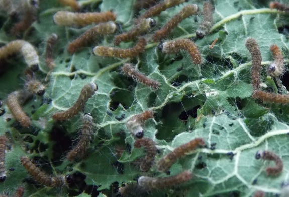 early silk worm on mullberr leaf
