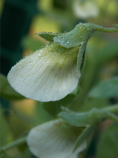 Dewy pea flower