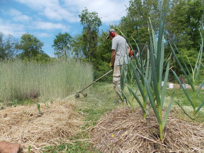 Rye cover crop