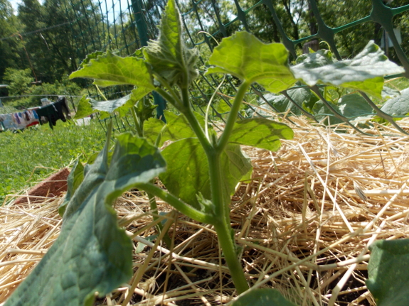 Cucumber plant