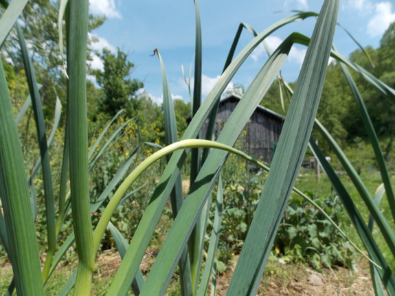 Garlic scape