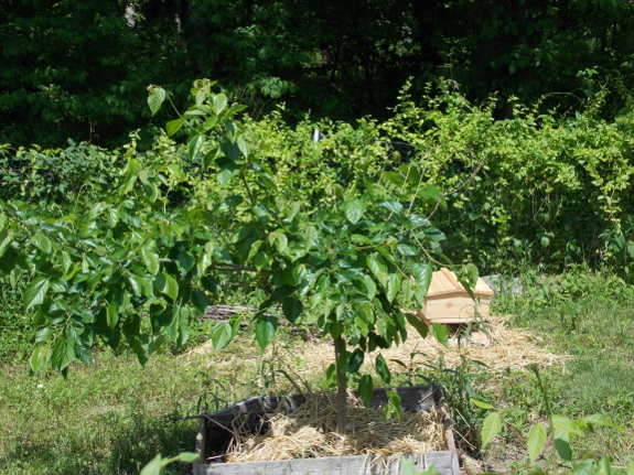 Pollarded mulberry