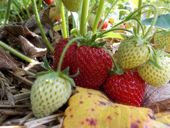 Ripening strawberries