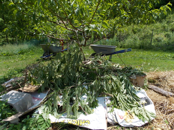 Elderberry leaf mulch