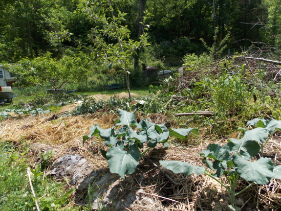 Forest garden