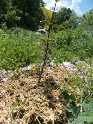 Summer leaf mulch