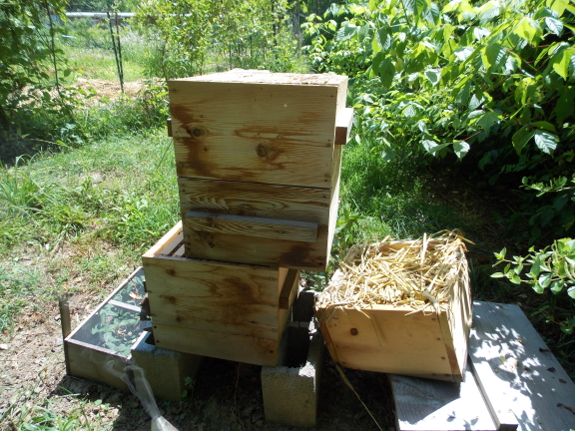 Dismantling a Warre hive