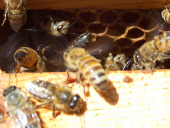 Fanning bees