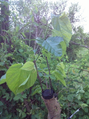 Grafted mulberry