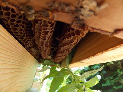 Looking up into a hive body