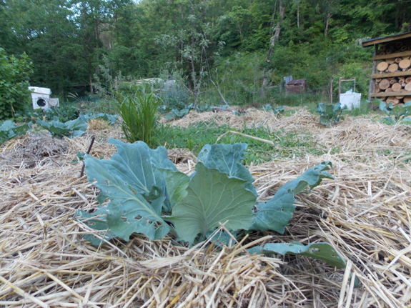 Forest garden