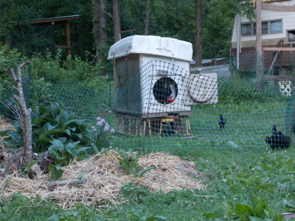 Temporary chicken
pasture