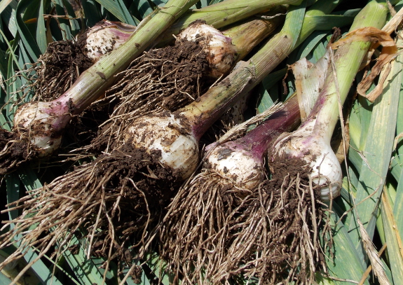 Garlic bulb size