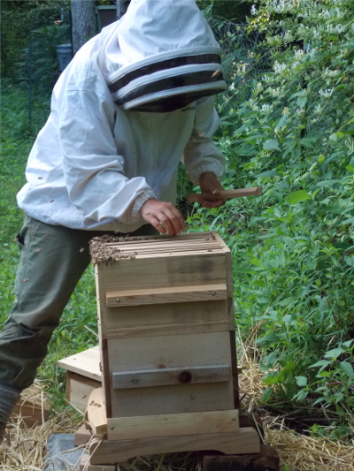 Close warre hive