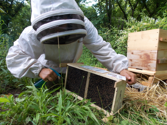 Spraying package of
bees