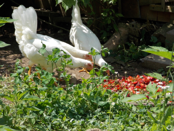 Chickens eating
strawberry tops