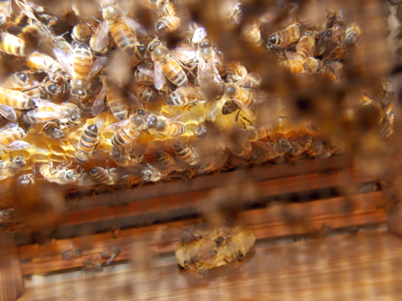 Looking up into a
warre hive