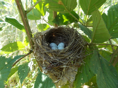 Song
sparrow nest