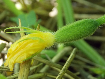 Baby cucumber