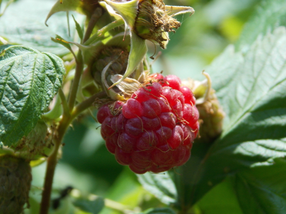 Red raspberry