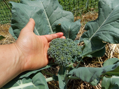 Small broccoli