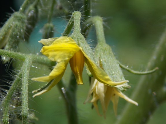 Tomato flower