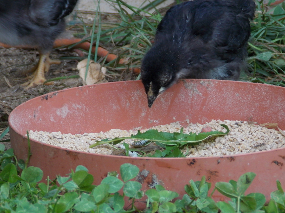 Chick eating
silkworm