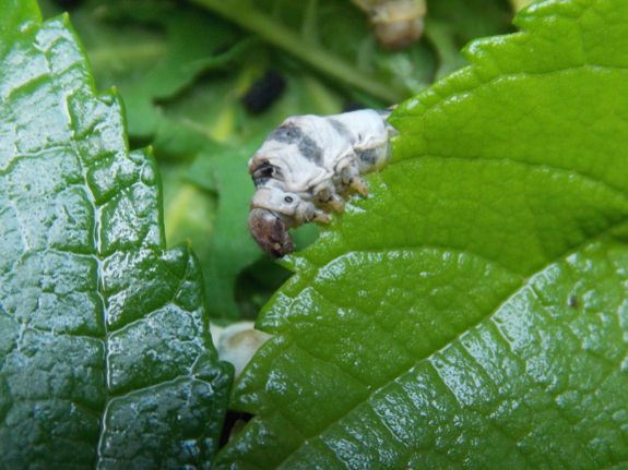 Silkworms eating