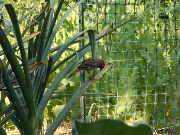 Song sparrow in the
garden