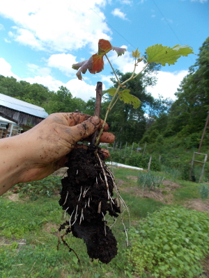 Hardwood grape cutting