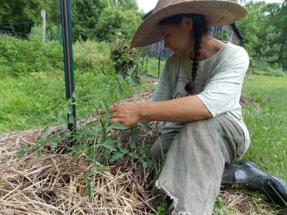 Pruning tomatoes