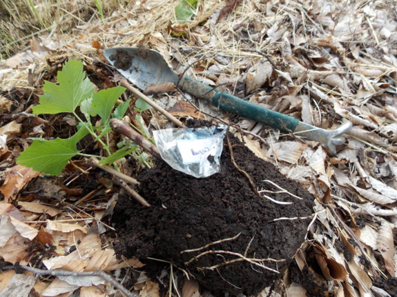 Rooting grapes